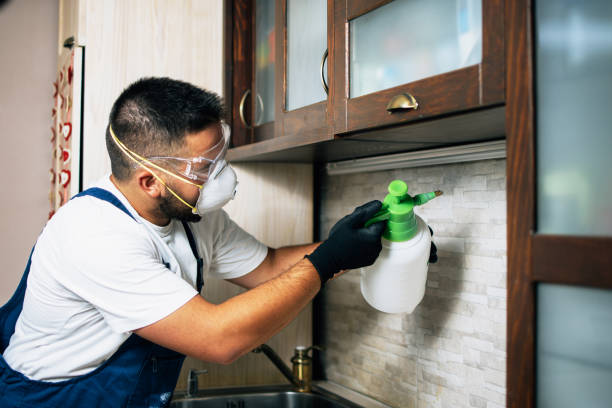 Best Wasp Removal Services  in Helena, MT