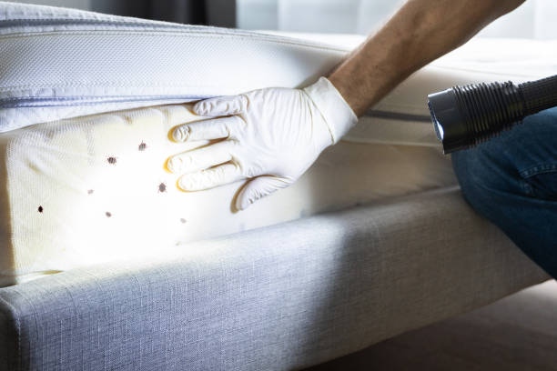 Best Emergency Pest Control  in Helena, MT