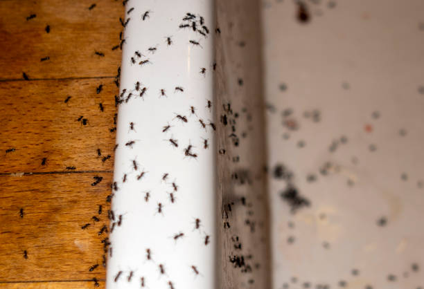 Best Flea Control Services  in Helena, MT